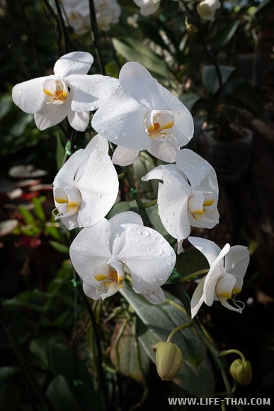 Парк орхидей в Royal Park Rajapruek
