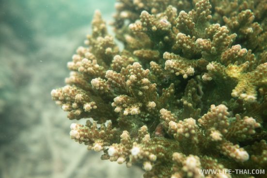Кораллы, сноркелинг в Таиланде