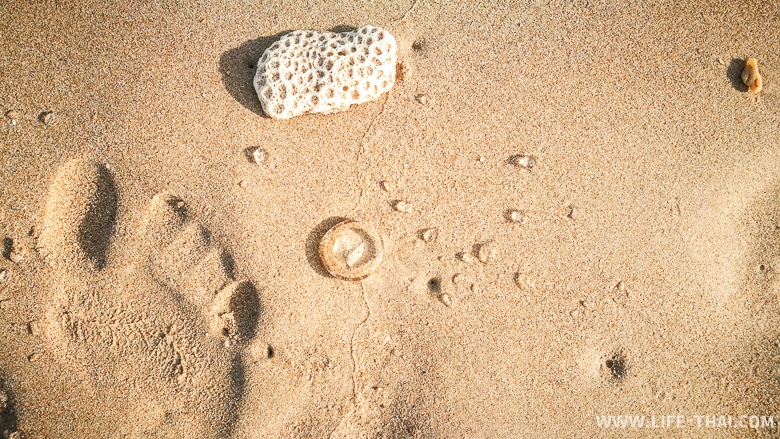 Медузы на пляже ко Ланты