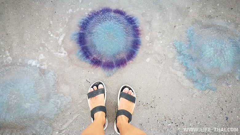 Медузы в Хуа Хине