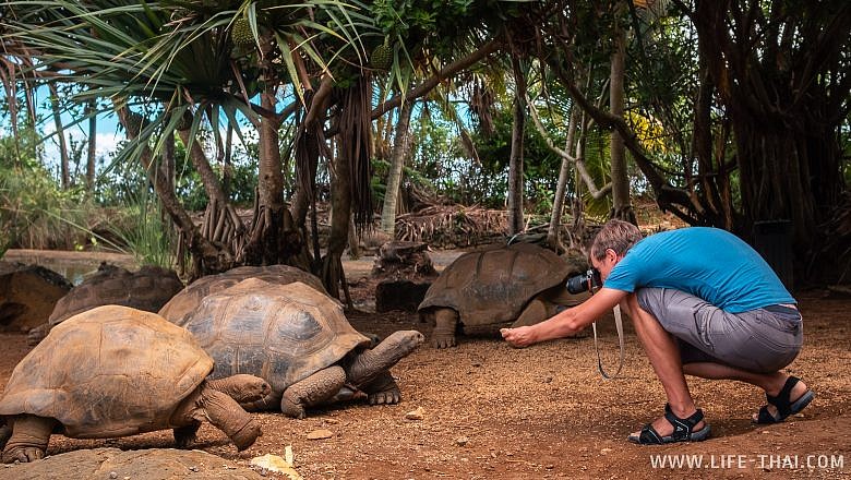 Гигантские черепахи Маврикия