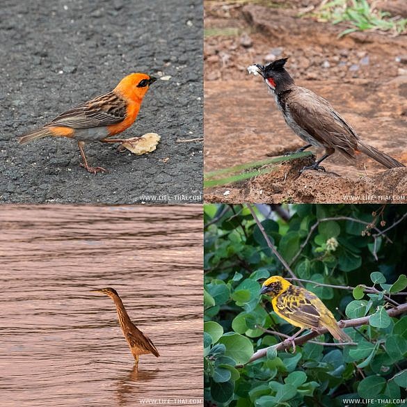 Птицы Маврикия