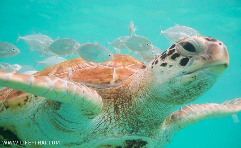 Морская черепаха на Маврикии, пляж Тру Окс Биш