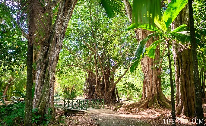 Отзыв о ботаническом саде имени сэра Сивусагура Рамгулама