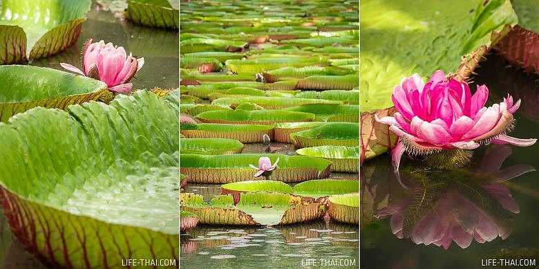 Гигантские водные лилии на Маврикии