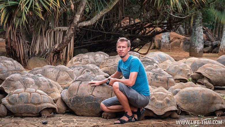 Где увидеть гигантских черепах на Маврикии