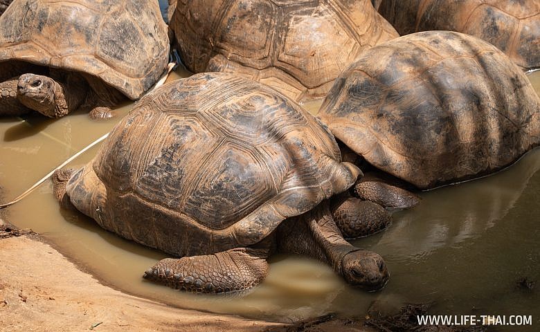 Сейшельские черепахи на Маврикии