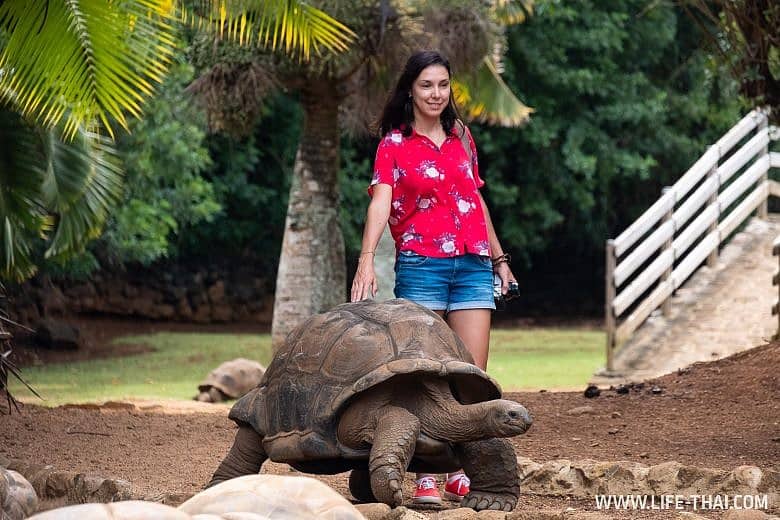 Где на Маврикии посмотреть гигантских черепах
