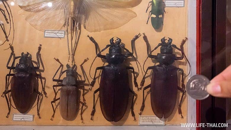Жуки в музее на Маврикии