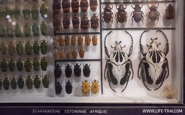 Музей насекомых на Маврикии