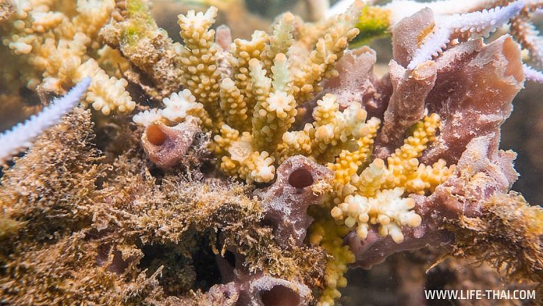 Кораллы на Маврикии