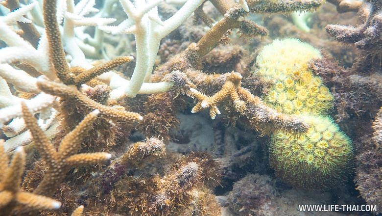 Подводный мир на острове Маврикий