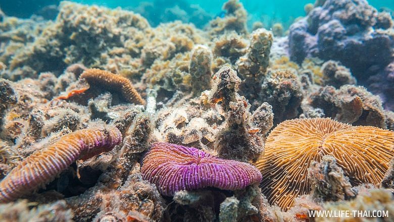 Какие кораллы есть на Маврикии