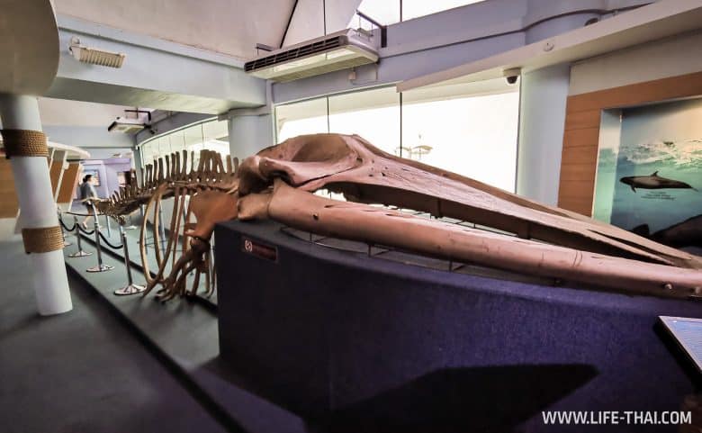 Скелет кита на Лабуане, Малайзия