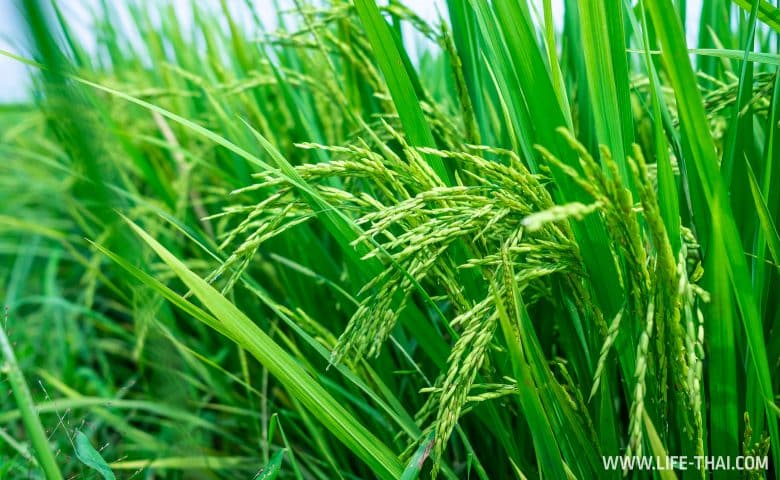 Рисовые поля около Куала Лумпура