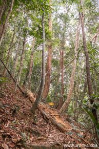 Подъем на вершину bukit Indah в заповеднике Таман Негара, Малайзия