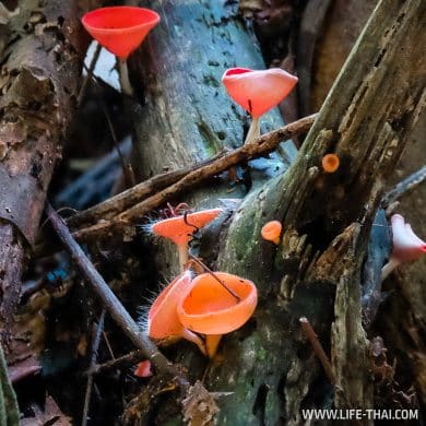 Chamagne mushroom в Таман Негаре