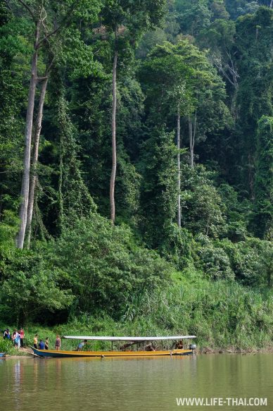 Дождевые леса Малайзии в Taman Negara