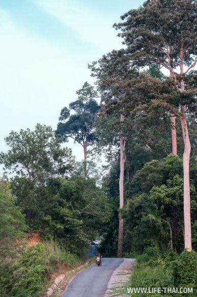 Дождевые леса Малайзии в Taman Negara