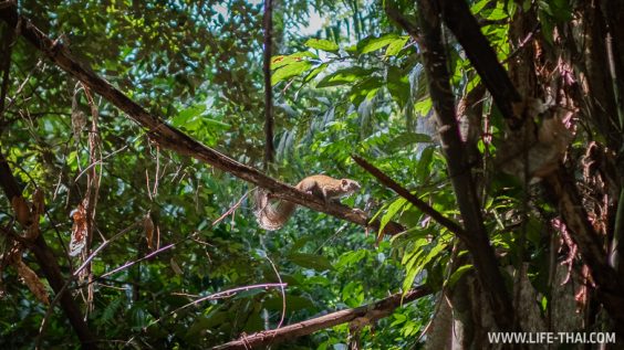 Каких животных можно увидеть в парке Taman Negara