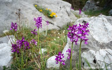 Весной в Черногории всё цветет