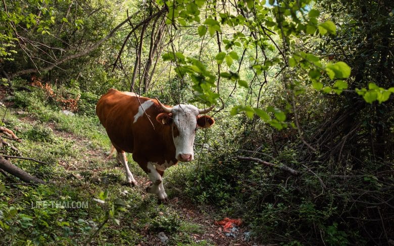 Корова в Черногории