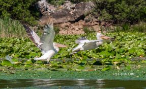 Где увидеть пеликанов в Черногории