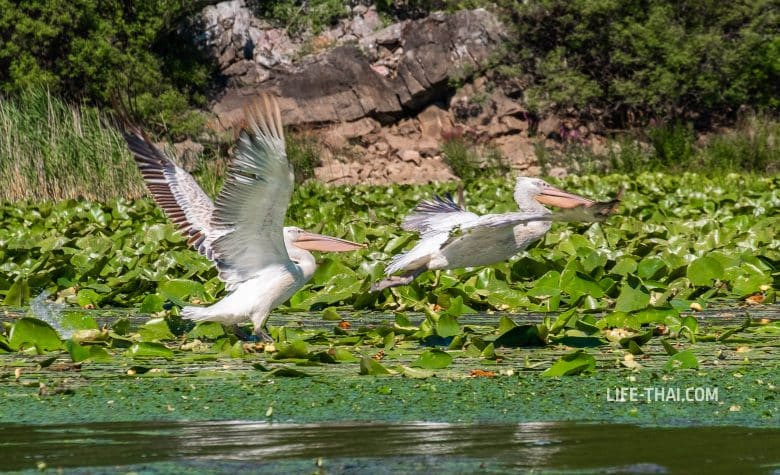 Где увидеть пеликанов в Черногории