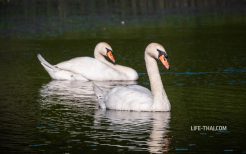 Каких птиц можно увидеть в Скадарском озере