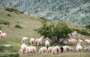 Овцы пасутся на поляне, Черногория
