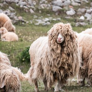 Стадо овец в поселке Корита, Черногория