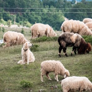Стадо овец в Кучка Корыта, Черногория