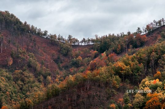 Как выглядит каньон реки Мртвица в Черногории