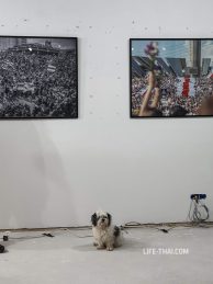 Фотовыставка про события в Беларуси в Будве, Черногория