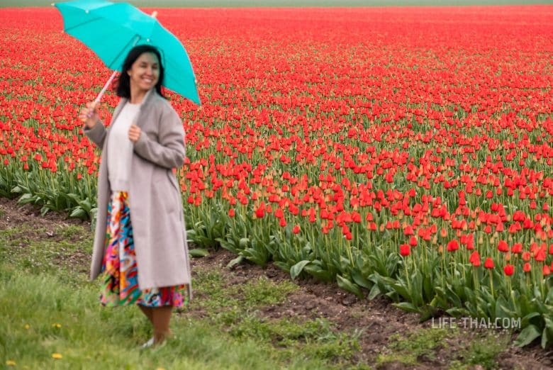 Фестиваль тюльпанов в Голландии - когда и где смотреть
