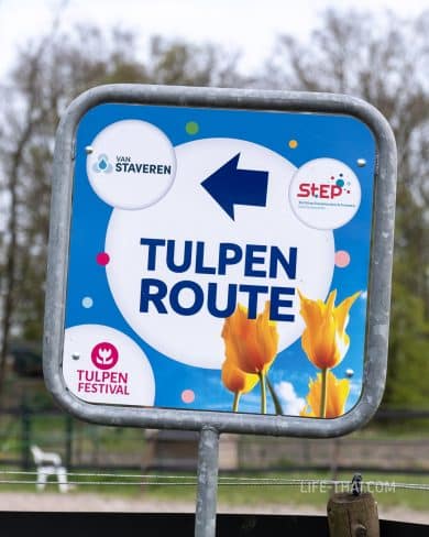 Фестиваль тюльпанов в Нидерландах