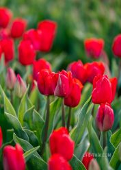Красные тюльпаны в Нидерландах