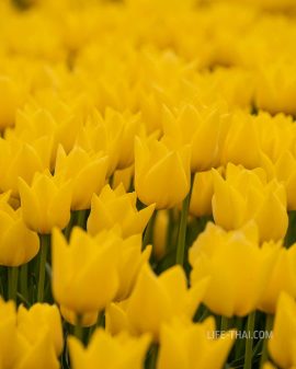 Желтые тюльпаны в Нидерландах