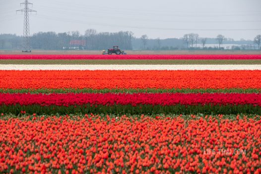 Трактор на фоне поля тюльпанов