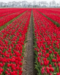 Поле красных тюльпанов в Нидерландах
