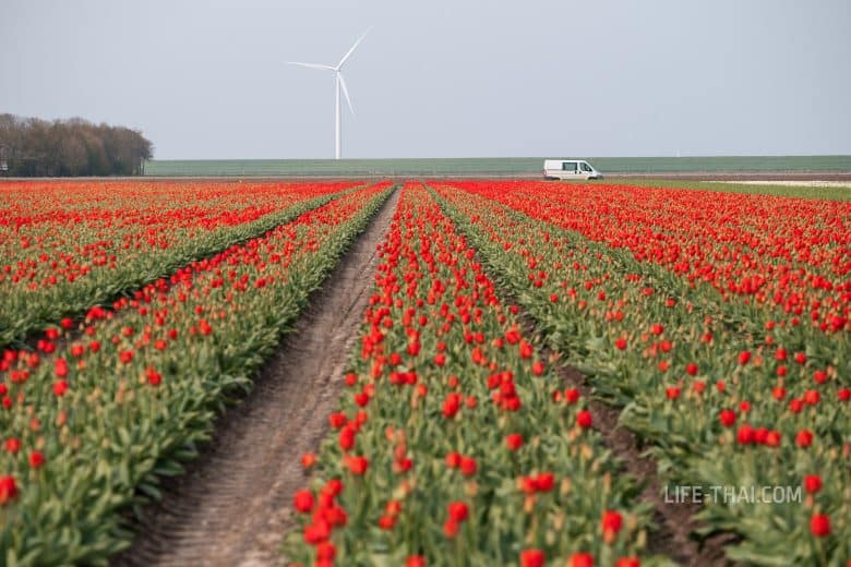 Фестиваль тюльпанов - поле красных тюльпанов