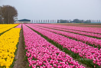 Поля тюльпанов недалеко от Амстердама, Нидерланды