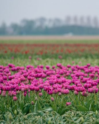 Где увидеть тюльпаны в Нидерландах