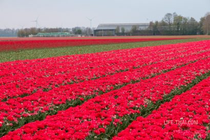 Поле красных тюльпанов в Нидерландах
