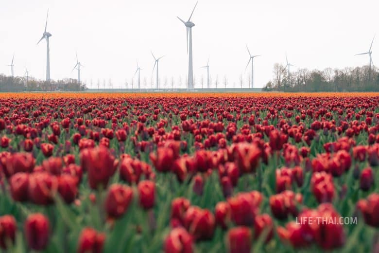 Где посмотреть тюльпаны в Голландии