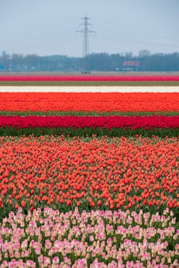 Разноцветные поля тюльпанов в Голландии