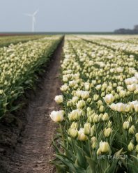 Поле белых тюльпанов в Нидерландах