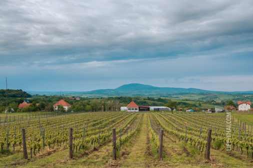 Сербская винари Eden в Шумадии