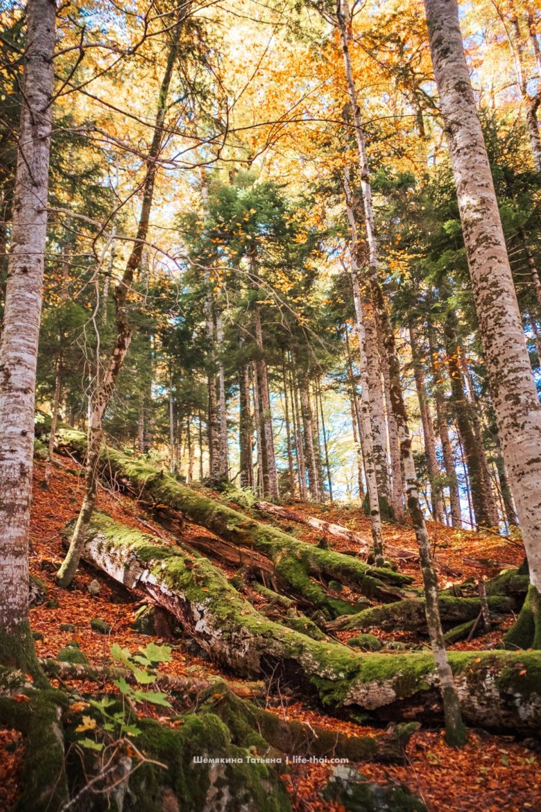 Тропический лес в Биоградской горе, Черногория
