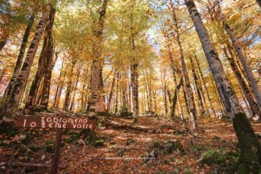 Тропический лес в Биоградской горе, Черногория